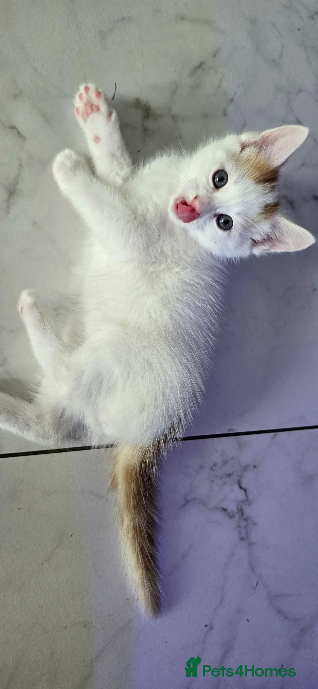 Mixed Breed cats for sale: Beautiful Kittens Looking for Their Forever Homes - Advert 1