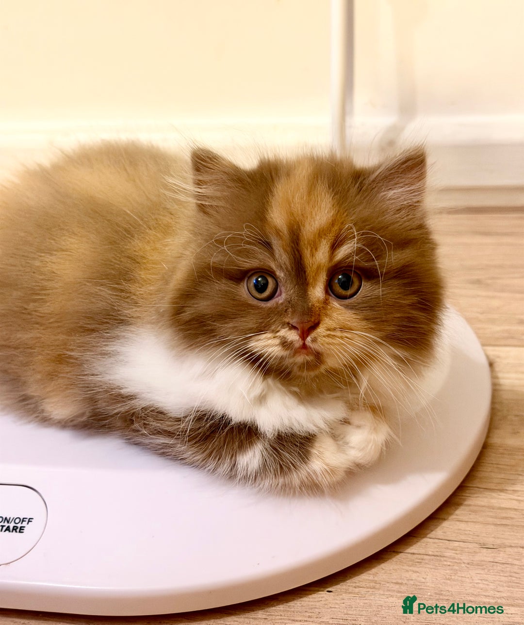 British Longhair cats for sale: British Longhair girls TICA registered  - Advert 18