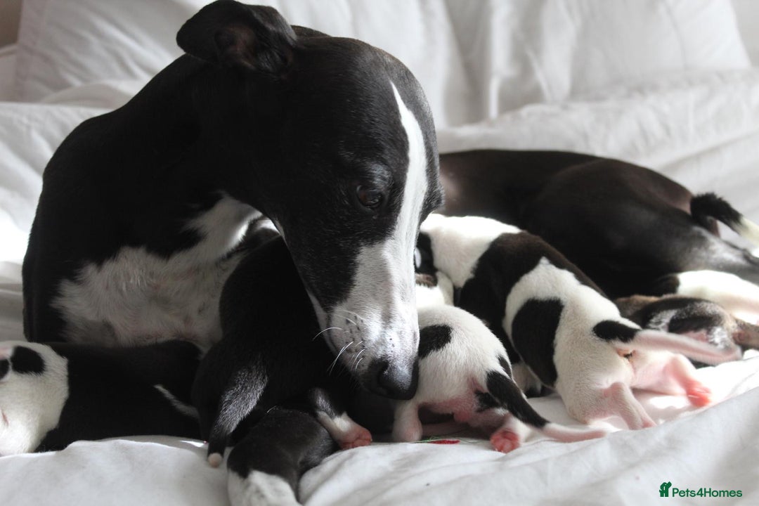 Whippet dogs for sale: KC whippet puppies  - Image 7
