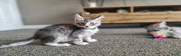 Maine Coon cats for sale: LAST 2 BEAUTYFULL KITTENS Tica Reg.!! - Advert 28