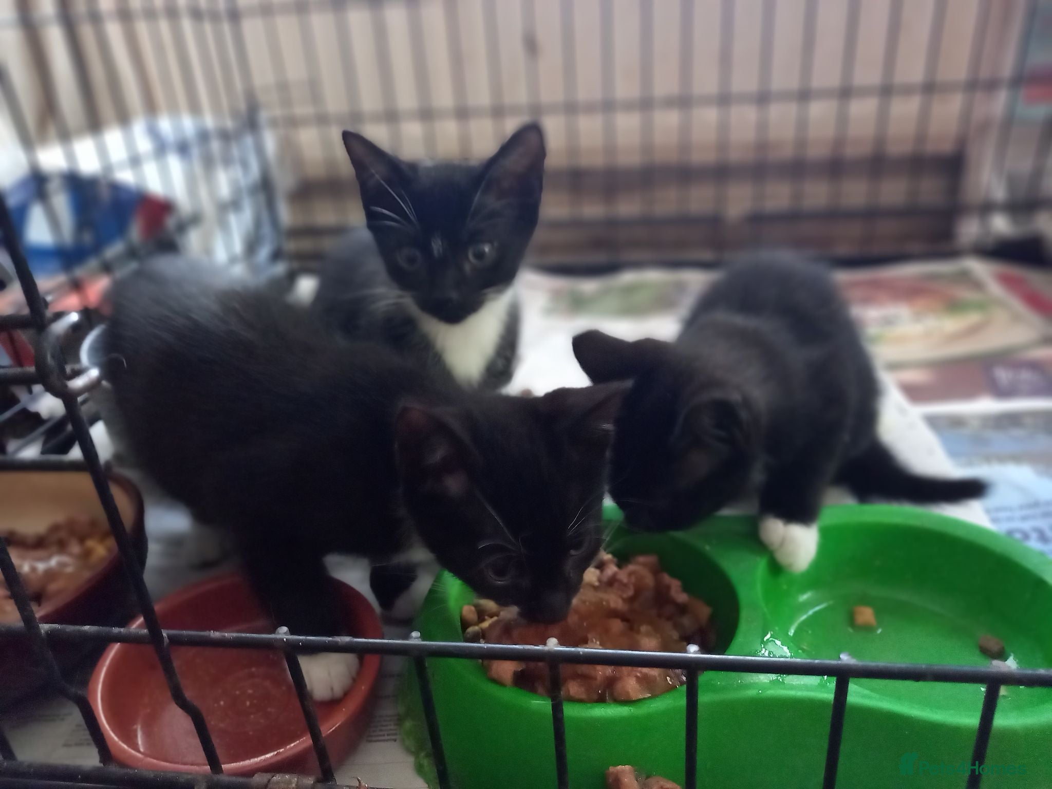Mixed Breed cats 4 MALE kittens for sale - Advert 3