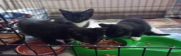 Mixed Breed cats for sale: 4 MALE kittens for sale - Advert 1