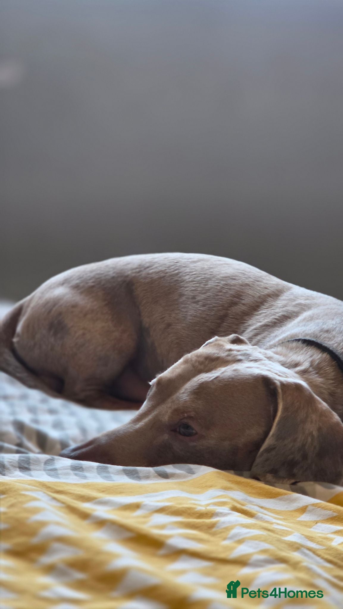 Dachshund dogs 2 year old male dachshund  - Advert 3