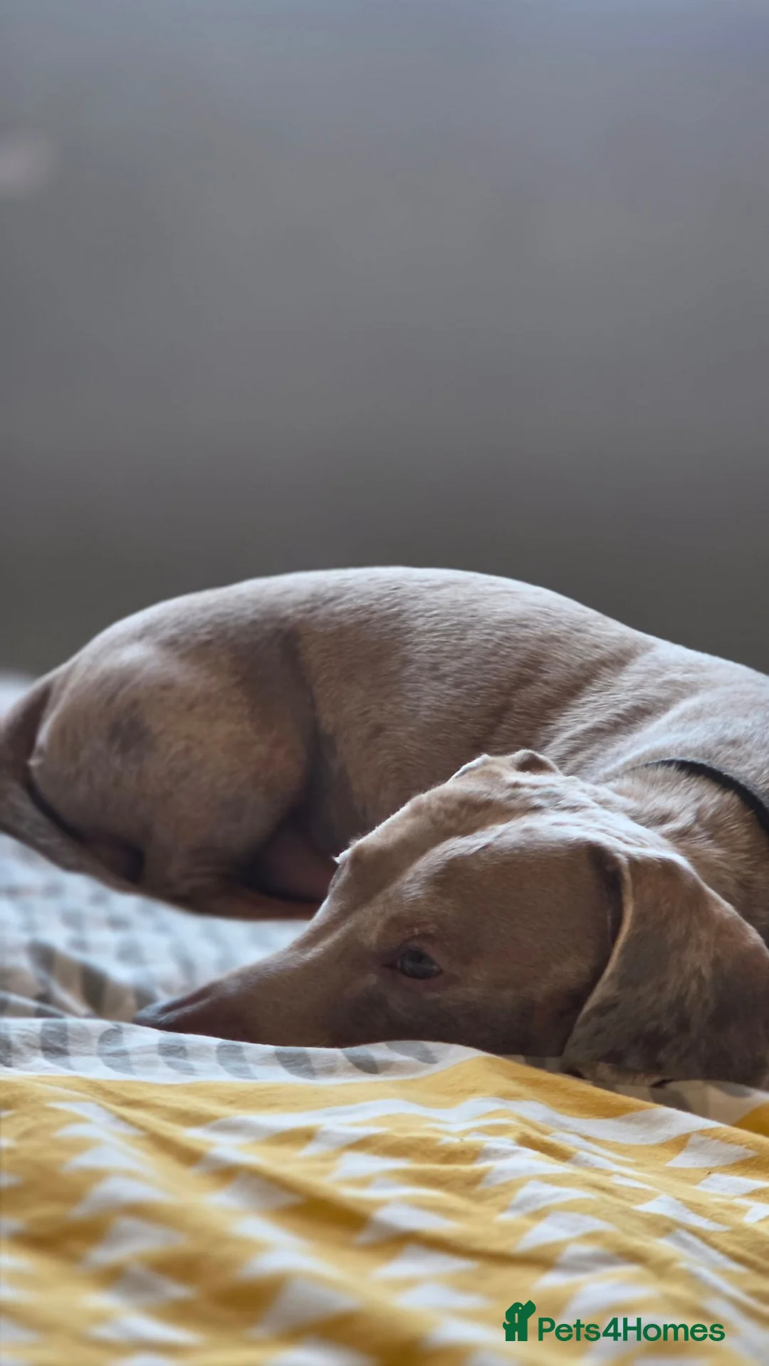 Dachshund dogs for sale: 2 year old male dachshund  in Hinckley - Advert 1