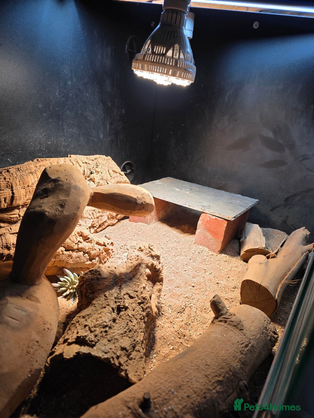 Bearded Dragon reptiles for sale: Bearded Dragon with Viv & Accessories  - Advert 5