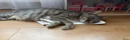 European cats for sale: Kittens  - Advert 7