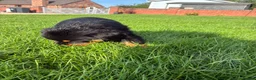 Rottweiler dogs for sale: 🏆🐾 5STAR BREEDERS🐾🏆KC REG girl and boys 💖💙 - Advert 15