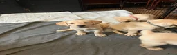 Labrador Retriever dogs for sale: Gorgeous Labrador puppies for sale - Advert 17