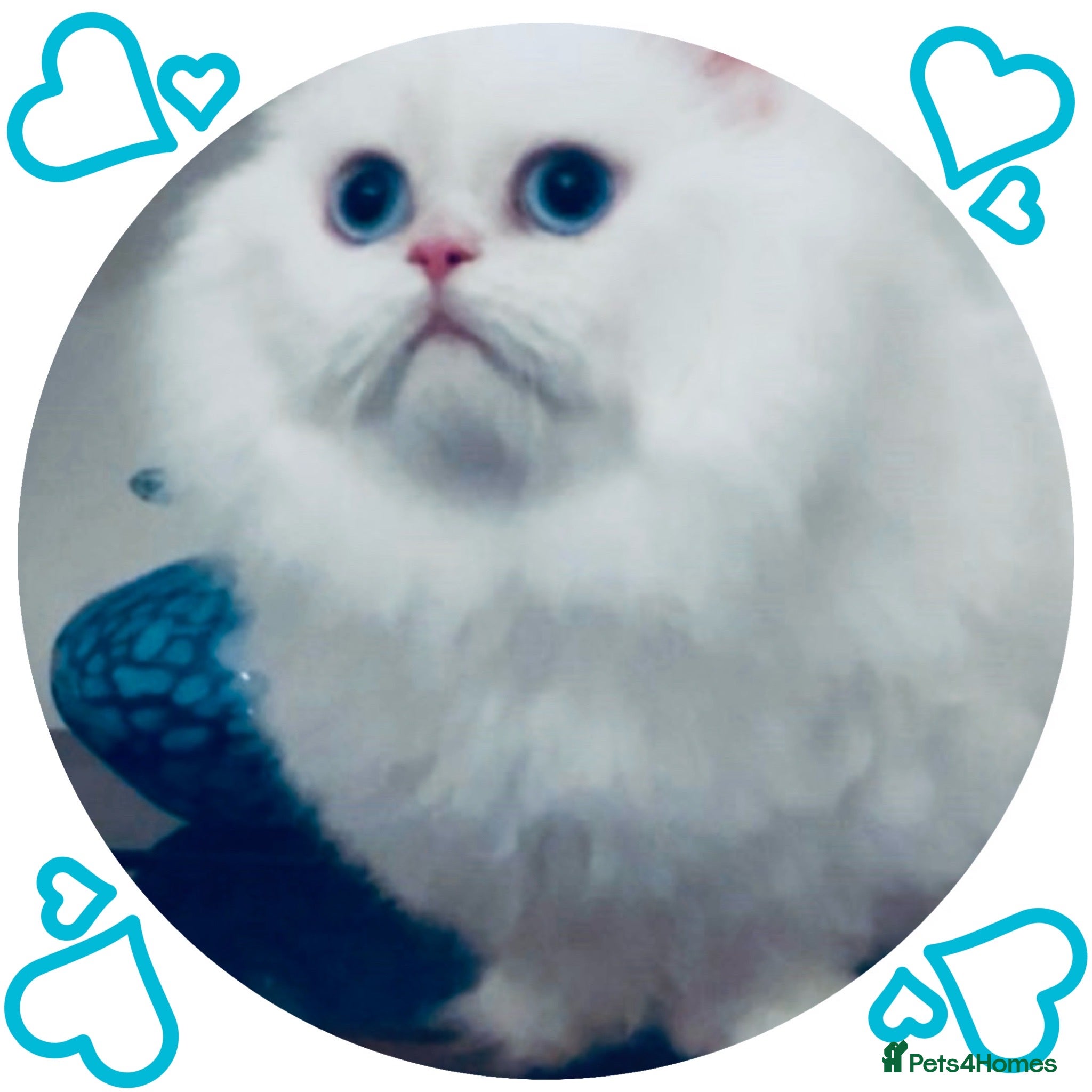 Napoleon cats White Napoleon Minuet Persian Munchkin Rug hugger - Advert 6