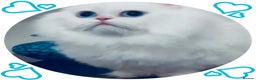 Napoleon cats for sale: White Napoleon Minuet Persian Munchkin Rug hugger - Advert 3