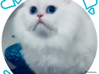 Napoleon cats White Napoleon Minuet Persian Munchkin Rug hugger - Advert 6