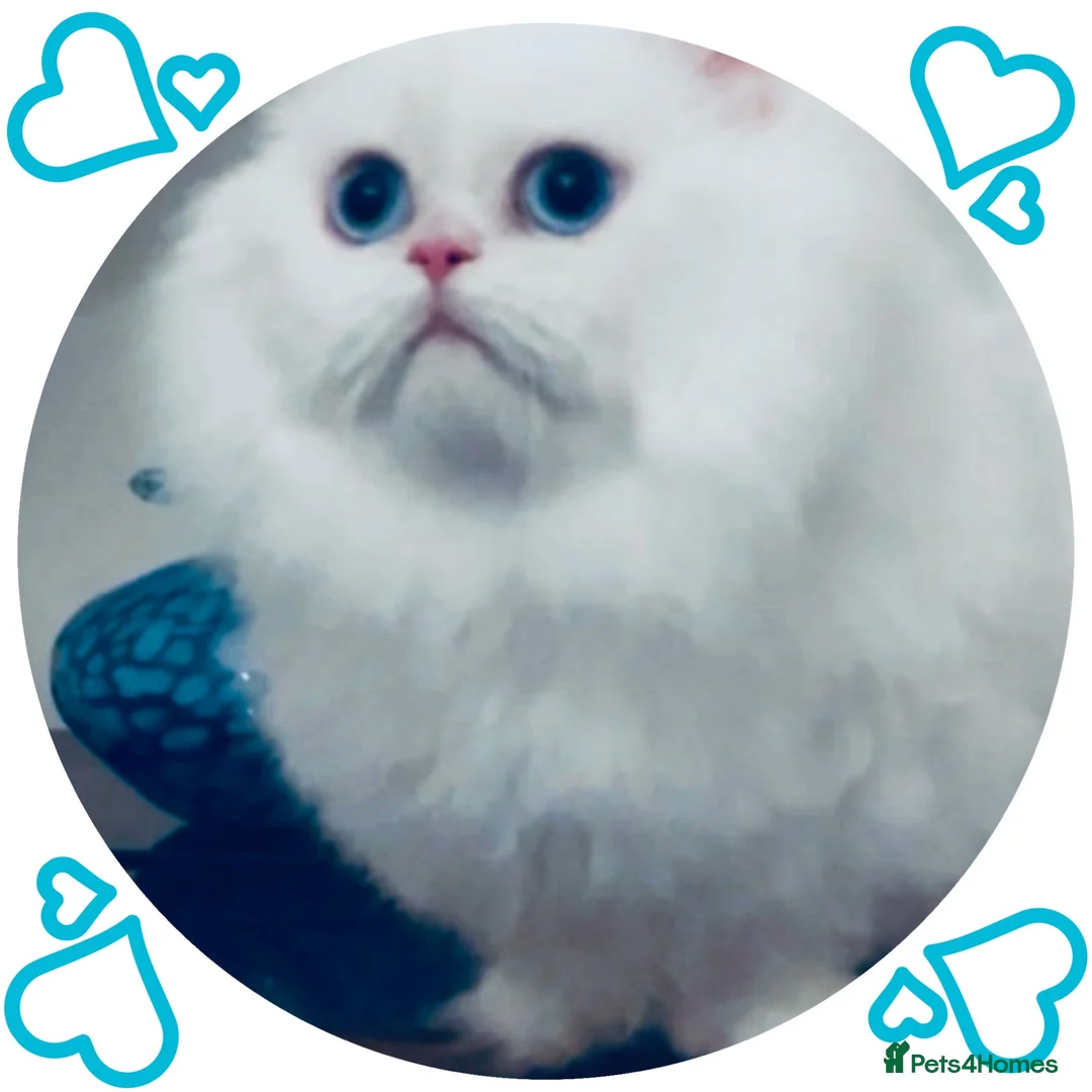 Napoleon cats for sale: White Napoleon Minuet Persian Munchkin Rug hugger - Advert 1