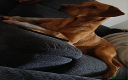 Labrador Retriever dogs for sale: Labrador Puppies - Image 7