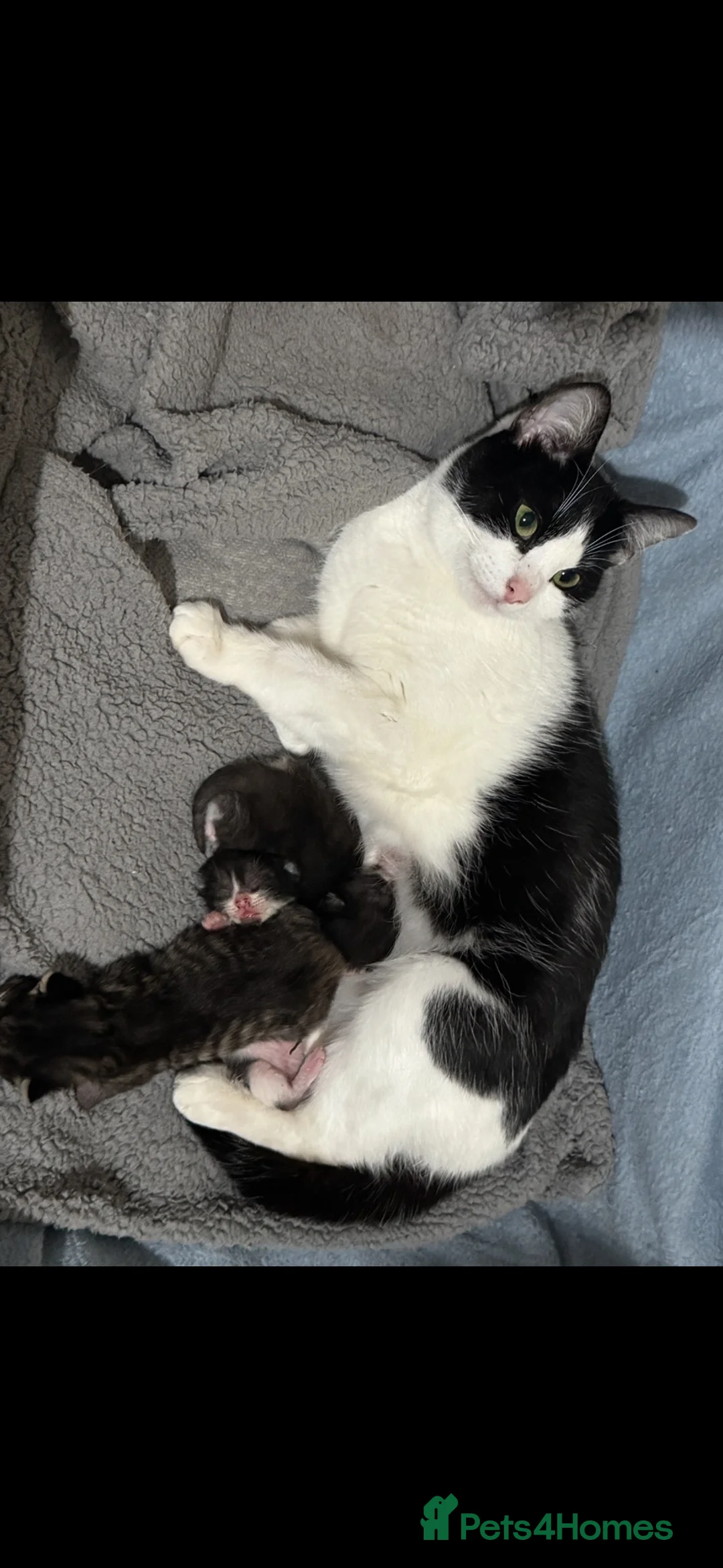 Domestic Shorthair cats for sale: Female domestic shorthair  in Southampton - Advert 2