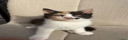 Mixed Breed cats for sale: Gorgeous ginger kittens - Advert 5