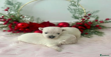 West Highland Terrier dogs KC West Highland Terriers 🧬 Health Tested Parents - Advert 6