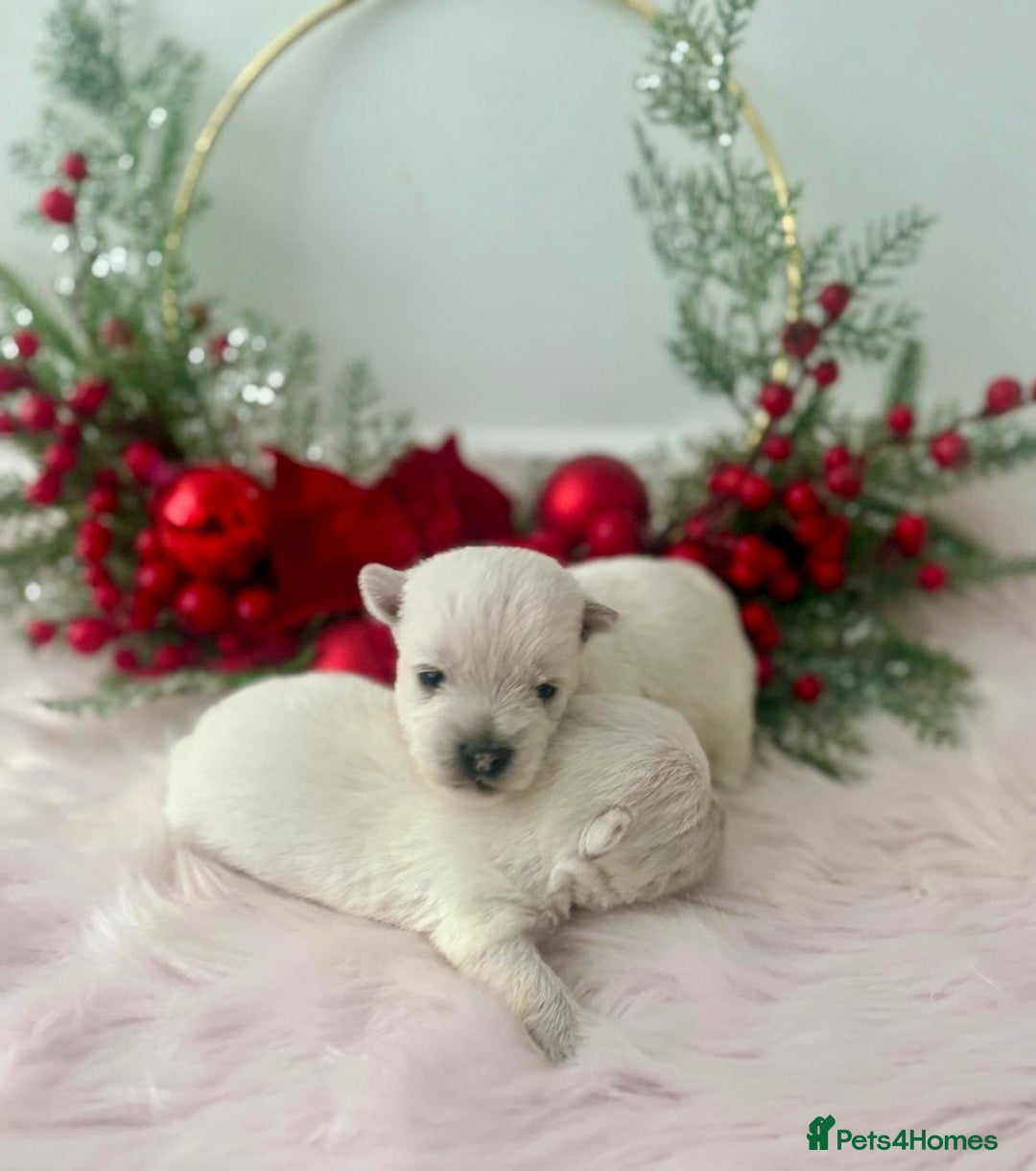 West Highland Terrier dogs for sale: KC West Highland Terriers 🧬 Health Tested Parents - Advert 3