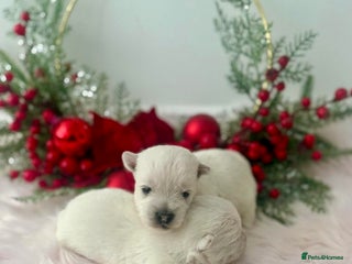 West Highland Terrier dogs KC West Highland Terriers 🧬 Health Tested Parents - Advert 2