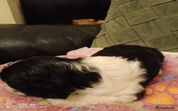 Cavapoo dogs for sale: A stunning litter of cavapoo beautiful costs  - Image 11