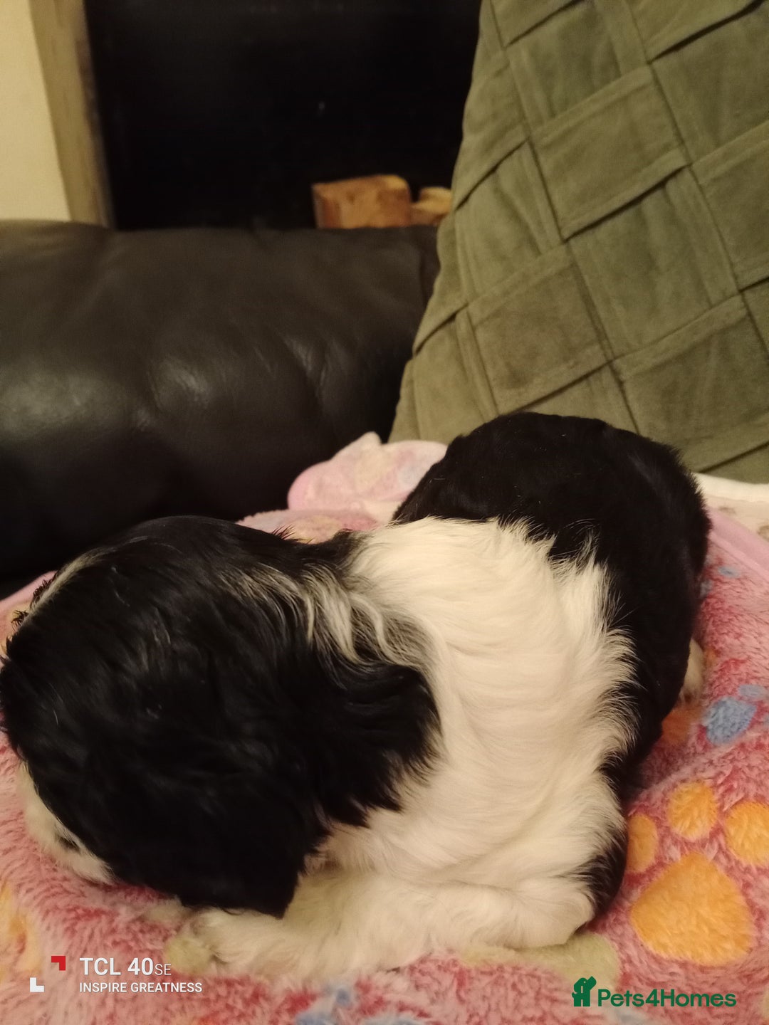 Cavapoo dogs for sale: A stunning litter of cavapoo beautiful costs  - Image 11