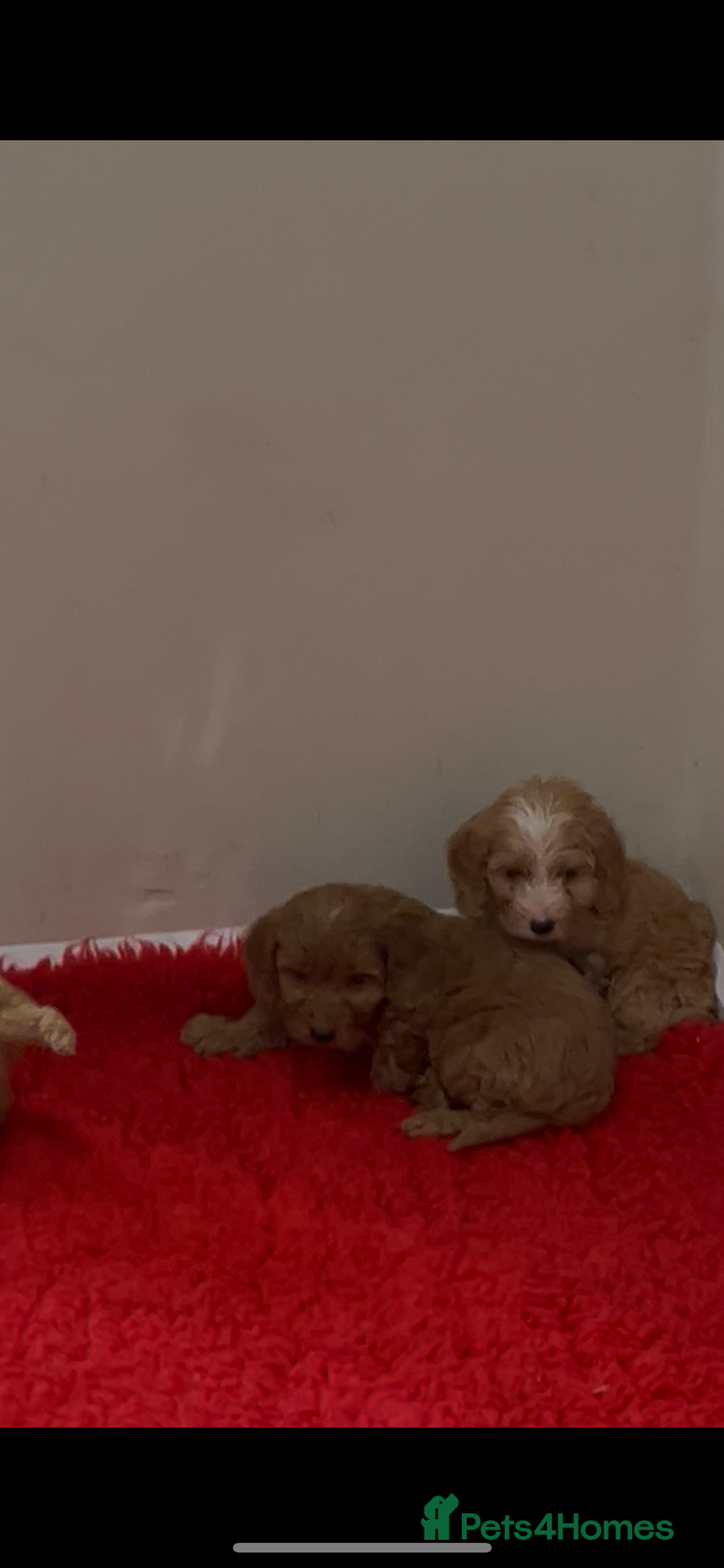 Cockapoo dogs for sale: Beautiful hereditary healthy male pups - Advert 14