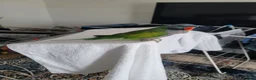Parrots birds for sale: Derbyan parrot  in Glasgow - Advert 1