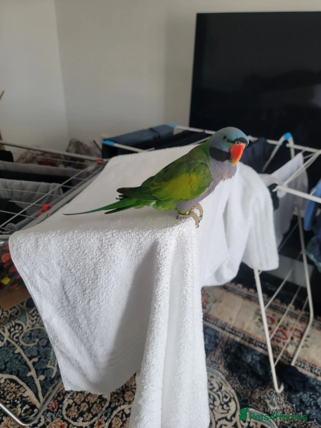 Parrots birds for sale: Derbyan parrot  in Glasgow - Advert 1