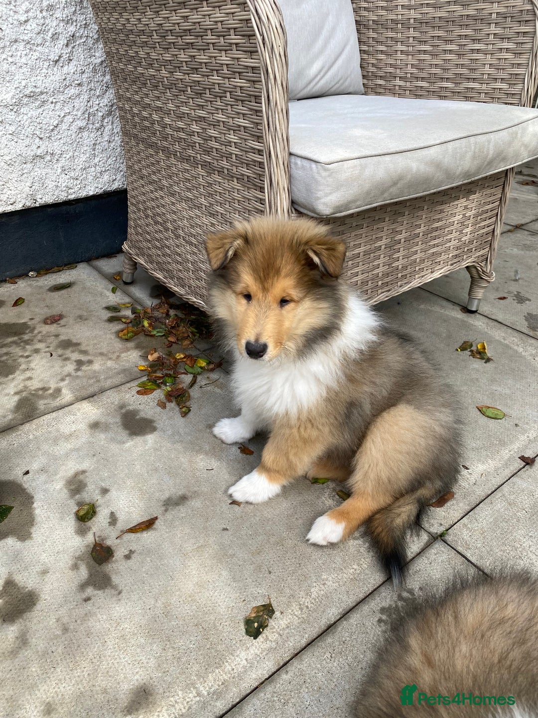 Rough Collie dogs for sale: ROUGH COLLIE SABLE AND WHITE PUPPIES - Image 18