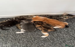 Domestic Shorthair cats for sale: 2 Kittens for sale ready now - Image 3