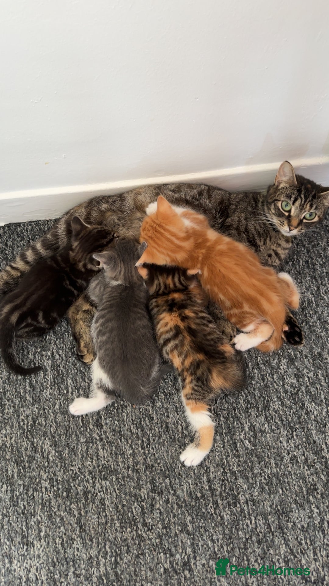 Domestic Shorthair cats for sale: 2 Kittens for sale ready now - Image 3