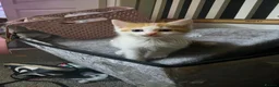 Ragdoll cats for sale: Half ragdoll - Advert 13