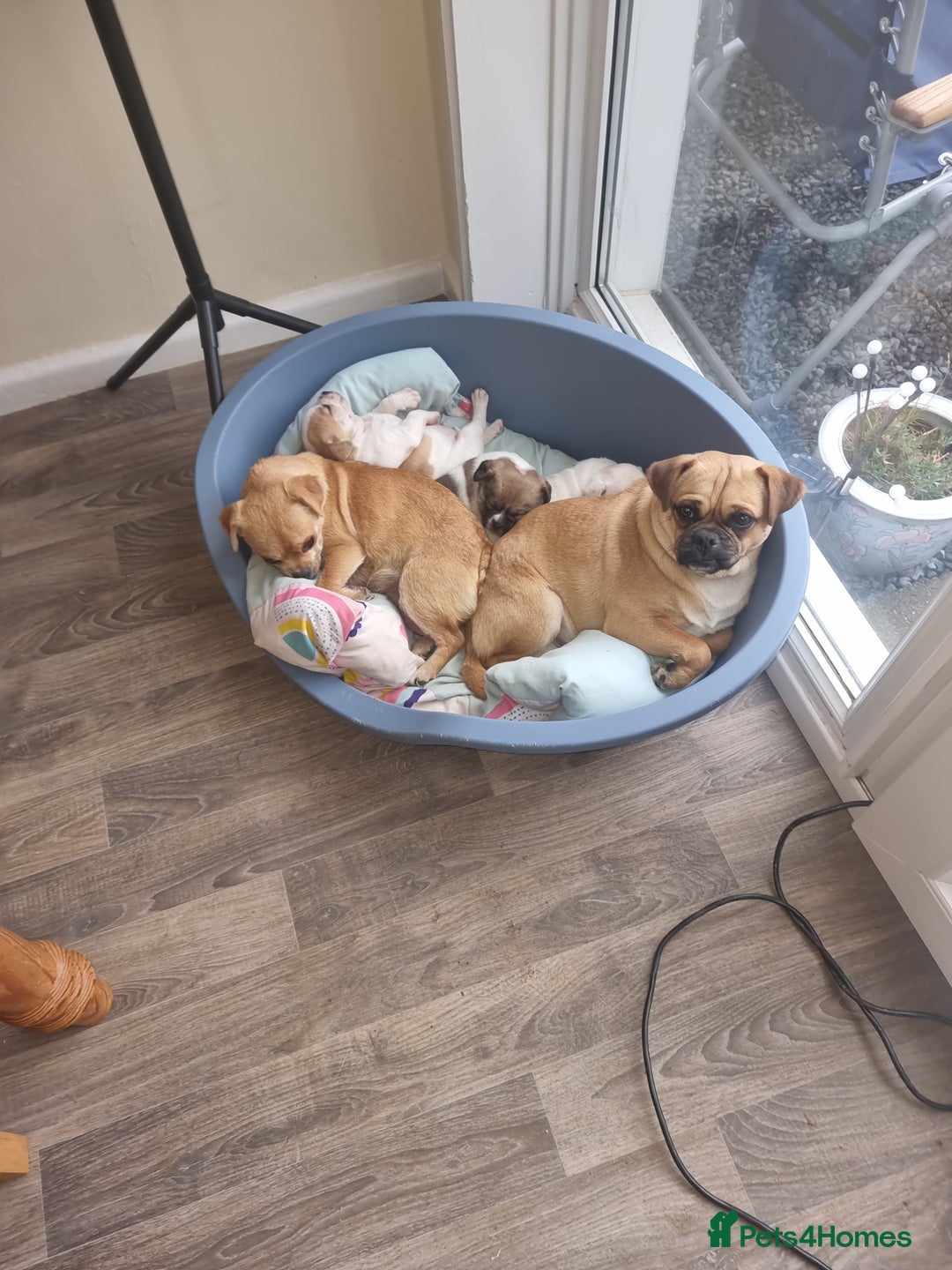 Mixed Breed dogs for sale: Little Bella - Image 8