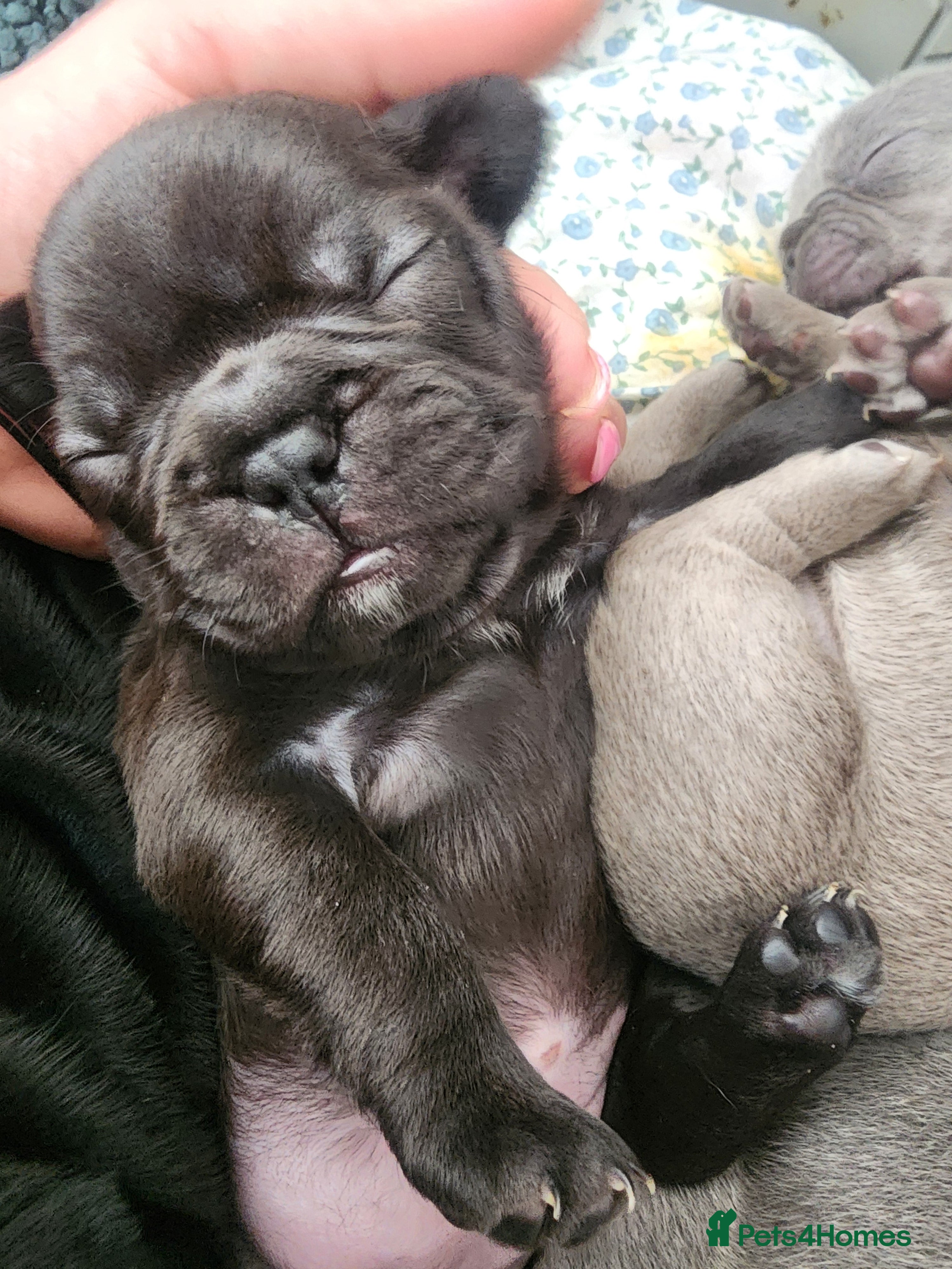 French Bulldog dogs for sale: French Bulldog puppies - Advert 11