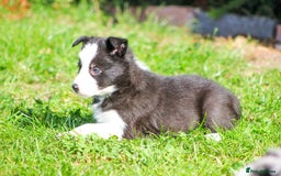 Border Collie dogs for sale: Ready to Leave Border Collie Puppies  - Image 12