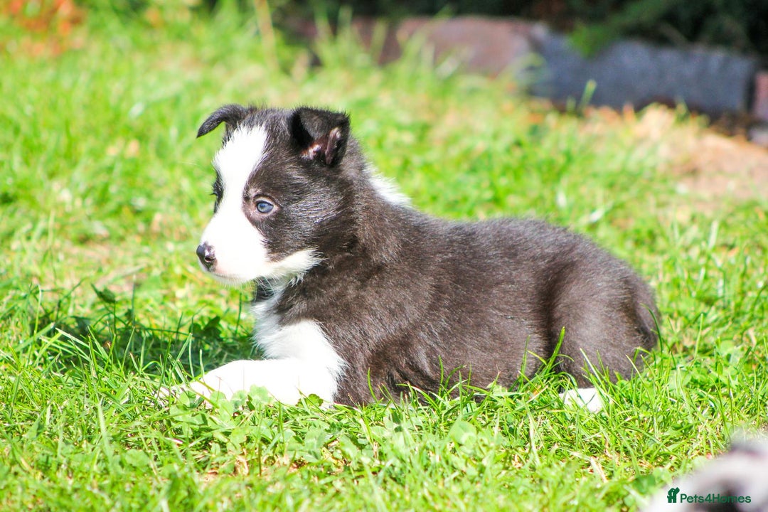 Border Collie dogs for sale: Ready to Leave Border Collie Puppies  - Image 12