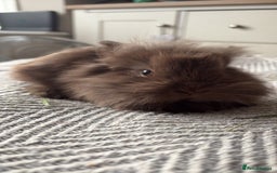 Mini Lion Lop rabbits for sale: Gorgeous Lion Mini lops - Image 6