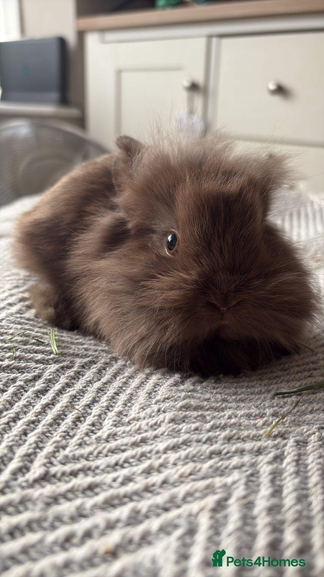 Mini Lion Lop rabbits for sale: Gorgeous Lion Mini lops - Image 6