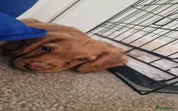 Cocker Spaniel dogs for sale: Working Cocker spaniel  - Image 1