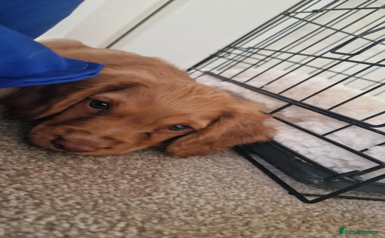 Cocker Spaniel dogs - Advert 1
