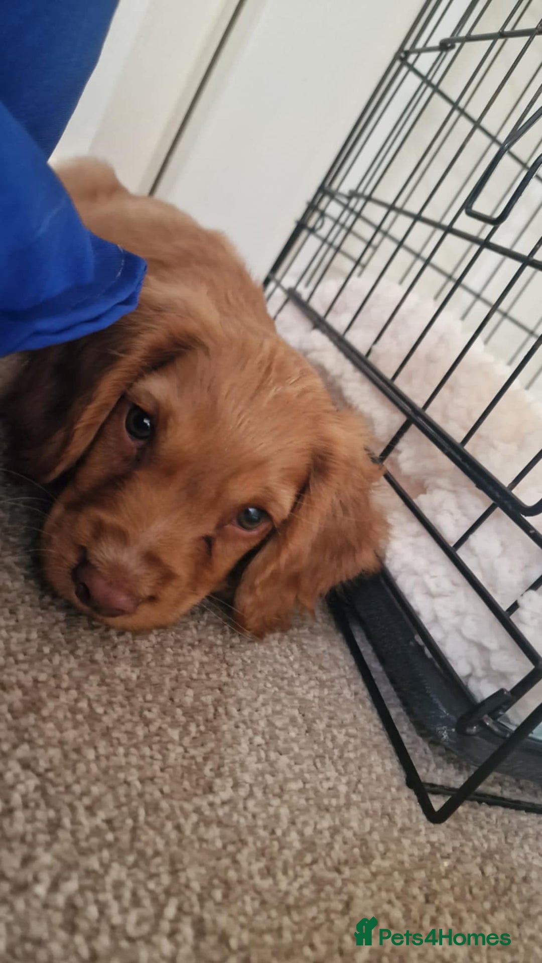 Cocker Spaniel dogs for sale: Working Cocker spaniel  - Image 1