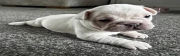 French Bulldog dogs for sale: Gorgeous Blue Female and Cream Male - Advert 7