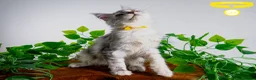 Maine Coon cats for sale: Stunning Maine Coon Kittens Ready - Advert 4