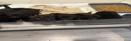 German Shepherd dogs for sale: Fully kc German Shepherd puppies  - Advert 3