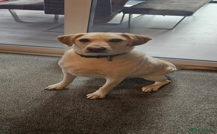 Labrador Retriever dogs in Newport Pagnell - Advert 1