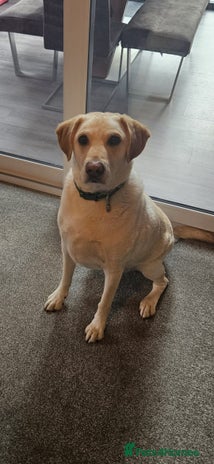 Labrador Retriever dogs in Newport Pagnell - Advert 1