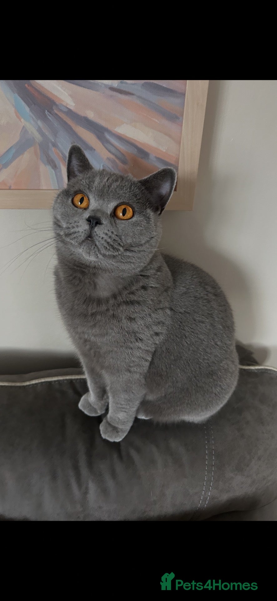 British Shorthair cats GCCF ACTIVE FEMALE  - Advert 1