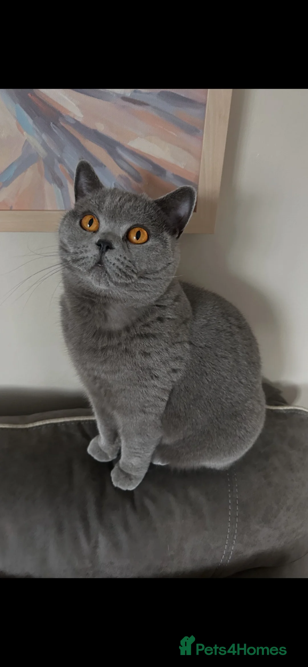 British Shorthair cats for sale: GCCF ACTIVE FEMALE  - Advert 1