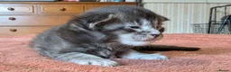 Maine Coon cats for sale: 🐾 GCCF Registered Maine Coon Kittens – 2 Boys 🐾 - Advert 4