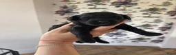 Cavapoo dogs for sale: Cavapoo puppies  - Advert 10