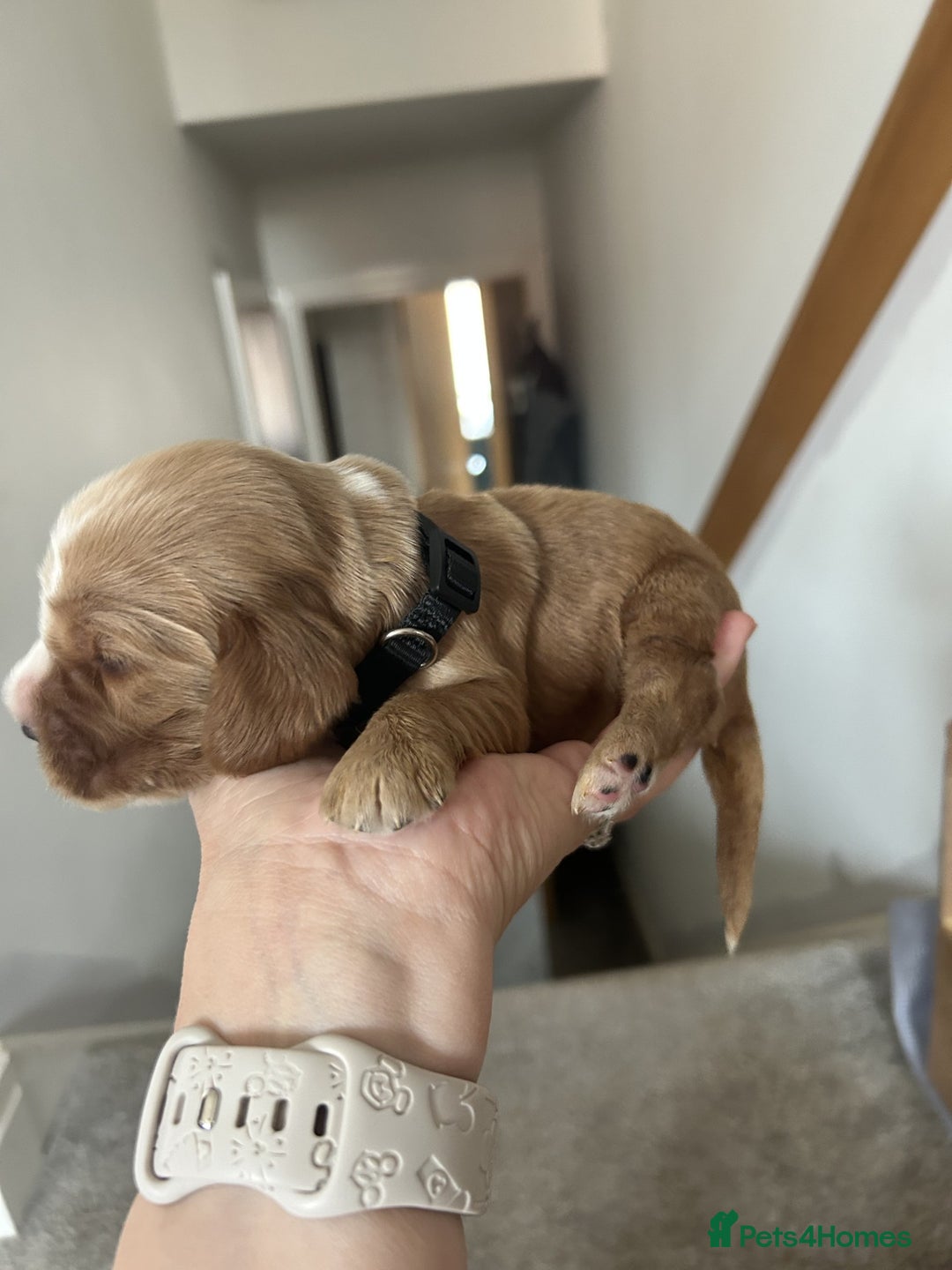 Cocker Spaniel dogs for sale: Stunning Show type Cocker Spaniels - Image 8